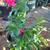 Mandevilla mounding vine plants 4 thumbnail