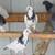 Pigeons 1 thumbnail