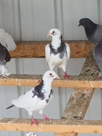 Pigeons 1
