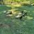 Ducks 2 thumbnail