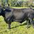 Black Angus Bull 1 thumbnail