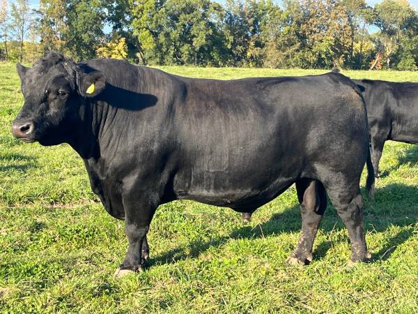 Black Angus Bull 1