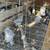 Chickens 3 thumbnail