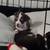 Adorable loving chaweenie puppy's needing there forever home 4 thumbnail