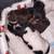 Mini Dachshunds 17 thumbnail