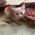 Animals 3 thumbnail