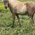 Mini Horse 4 thumbnail