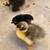 Chicks 4 thumbnail
