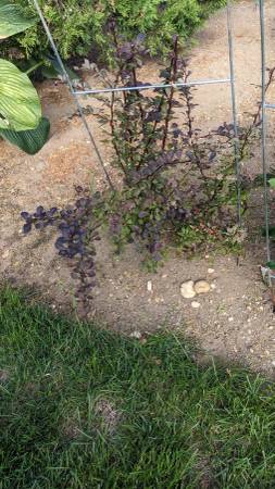 Barberry bushes (5 plants) 1