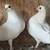 pigeons 10 thumbnail