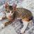 Sweet kittens 6 thumbnail