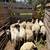 Doper sheep 6 thumbnail