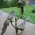 Bronze Parrots Statue 12 thumbnail