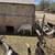 Barbecue goats 1 thumbnail
