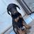 Dobermans 4 thumbnail