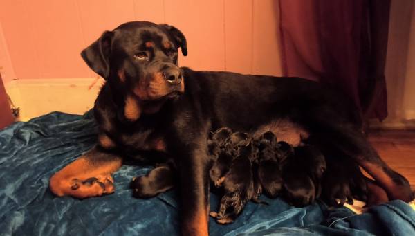 Rottweiler Puppies (Fox Lake)63844236392579121