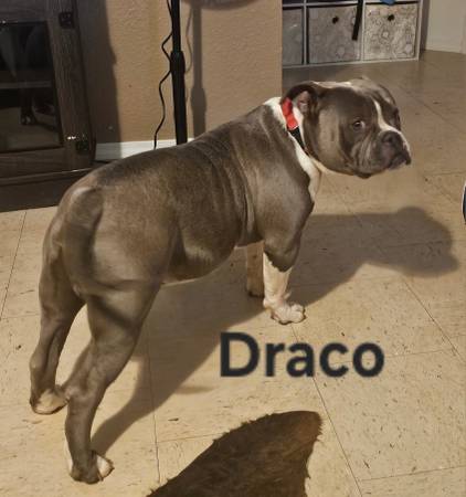 ABKC American Bully (macho)63852007083009120