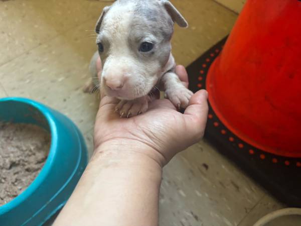 One month old (Brooklyn)63839339113857122