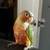 Conure Babiy Hand fed 2 thumbnail
