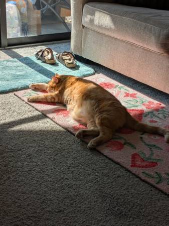 Neutered yellow Tabby  and  Spayed Calico (Lincoln)63857444862851121