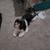 Shih Tzu female 2 thumbnail