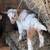 Nigerian dwarf goats 9 thumbnail