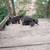 Puppies 3 thumbnail