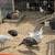 Chicks available 6 thumbnail