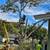 🇺🇸AMERICAN TREE TRIMMMING/TREE REMOVAL FULLY EQUIPPED 7 DAYS A WEEK 20 thumbnail