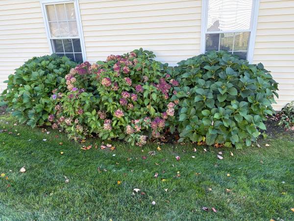 Hydrangeas 1