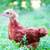 Rhode Island Red Pullets 3 thumbnail