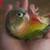 Green Cheek Conure 3 thumbnail