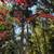 Local arborist 6 thumbnail