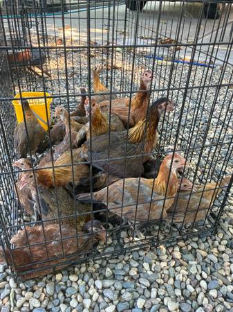Chickens 1