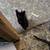 Free kittens 6 thumbnail