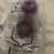 McKESSON 1200 mL ENTERNAL FEEDING GRAVITY SET-LARGE BORE-9 NEW IN BAGS 2 thumbnail