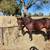 4 Horses for sale in Carmine, TX 3 thumbnail