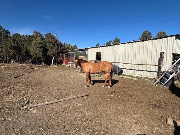 Horse Registered Gelding 1