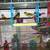Canaries, diamond doves, java rice finch need new homes 11 thumbnail