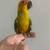 Sun Conure baby parrot 6 thumbnail