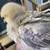 Serama bantam chickens 4 months 11 thumbnail