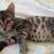Unique Bengal Kittenen with Bobtails 6 thumbnail