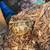 Russian tortoise with set up 3 thumbnail