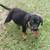 Big Dog Pup 13 thumbnail