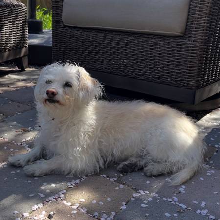PERRO MAYOR PERDIDO - HEMBRA DE POODLE BLANCO MEZCLA - $$RECOMPENSA$$ (CLAREMONT) (oakland este)64207903440641120