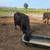 Feeder Calves 4 thumbnail