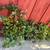 Aromatic Flowering Evergreen Perennial Plectranthus Ecklonii Min $10 Cash for 5 2 thumbnail