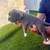American bully pocker 12 thumbnail