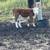 2 registered Miniature Hereford heifers 1 thumbnail