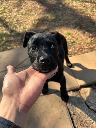 Puppy for adoption 1